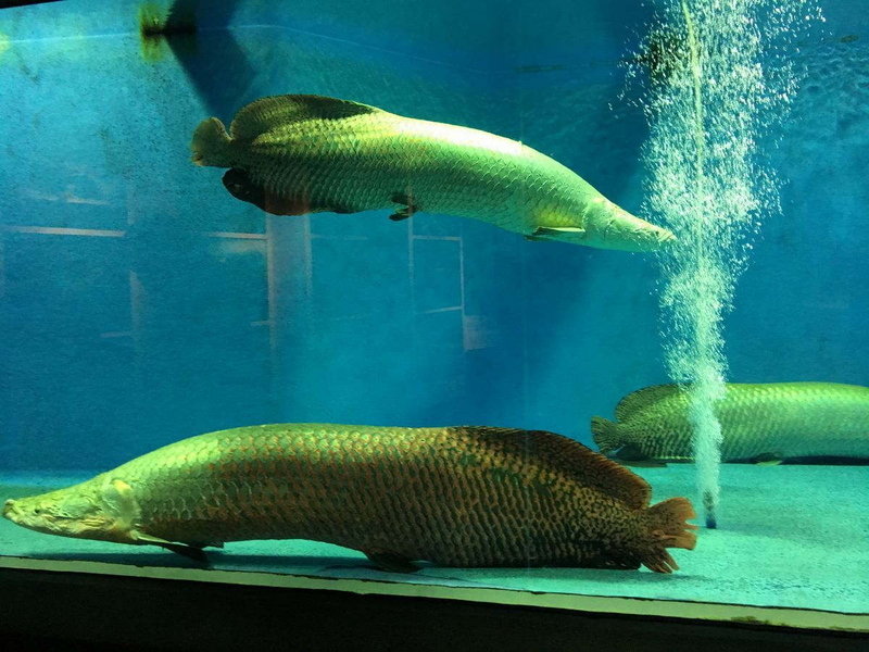 20170202ピラルク