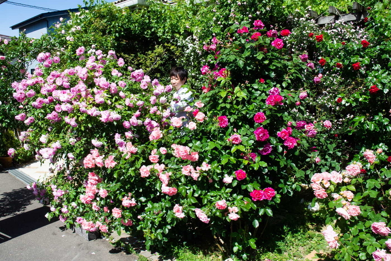 スユクルハートバラ