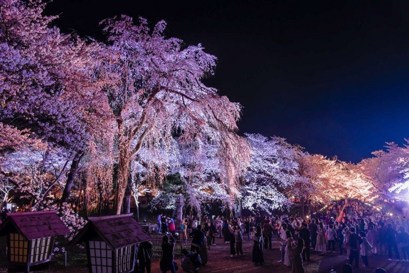 紫音様✨皇絵画 満開の夜桜 真下かは見上げて… 桜満開で夜桜見物にぎわう 上越市の高田城址公園観桜会 - 上越タウン