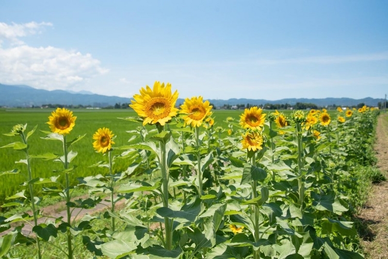 夏を彩るヒマワリ見頃 上越市南新保「つくしファーム」 8月7日まで