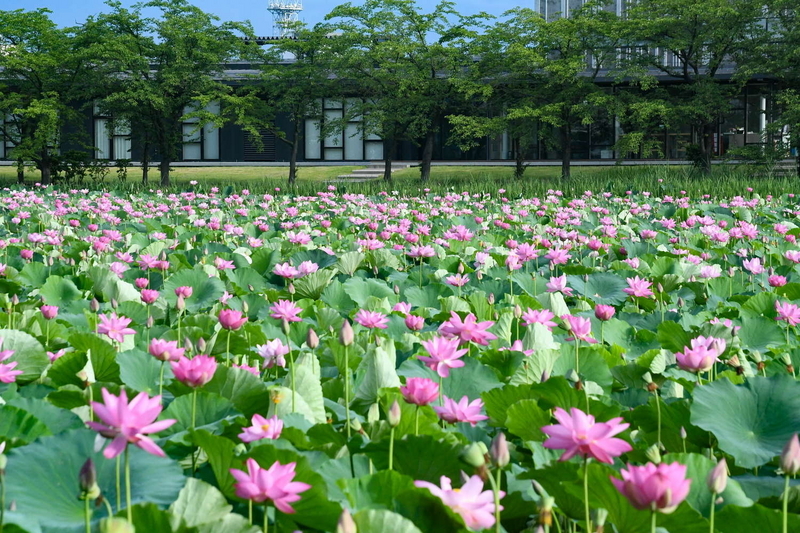 高田城址公園ハス