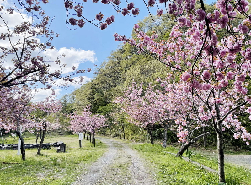 八重桜２