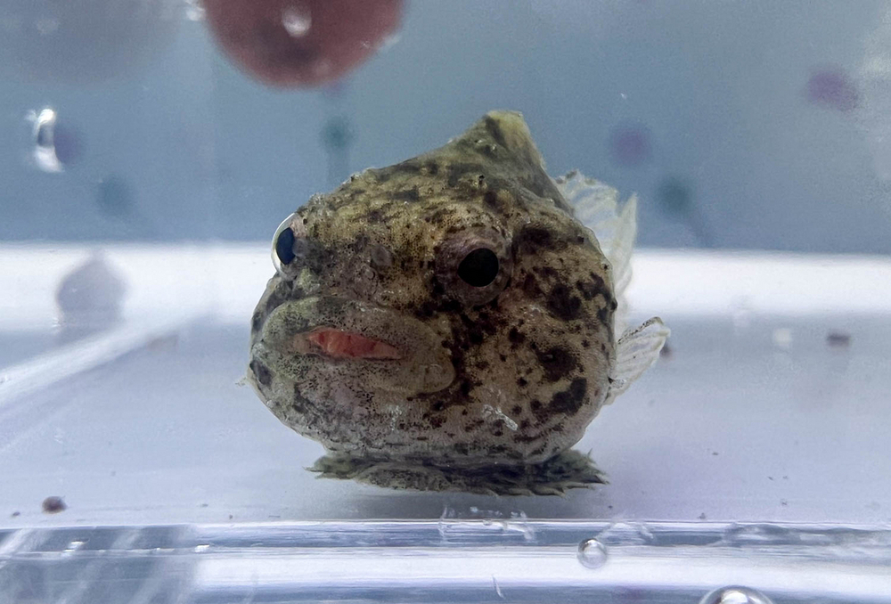 うみがたりが国内初のサクラダンゴウオの繁殖に成功 6月26日まで特別