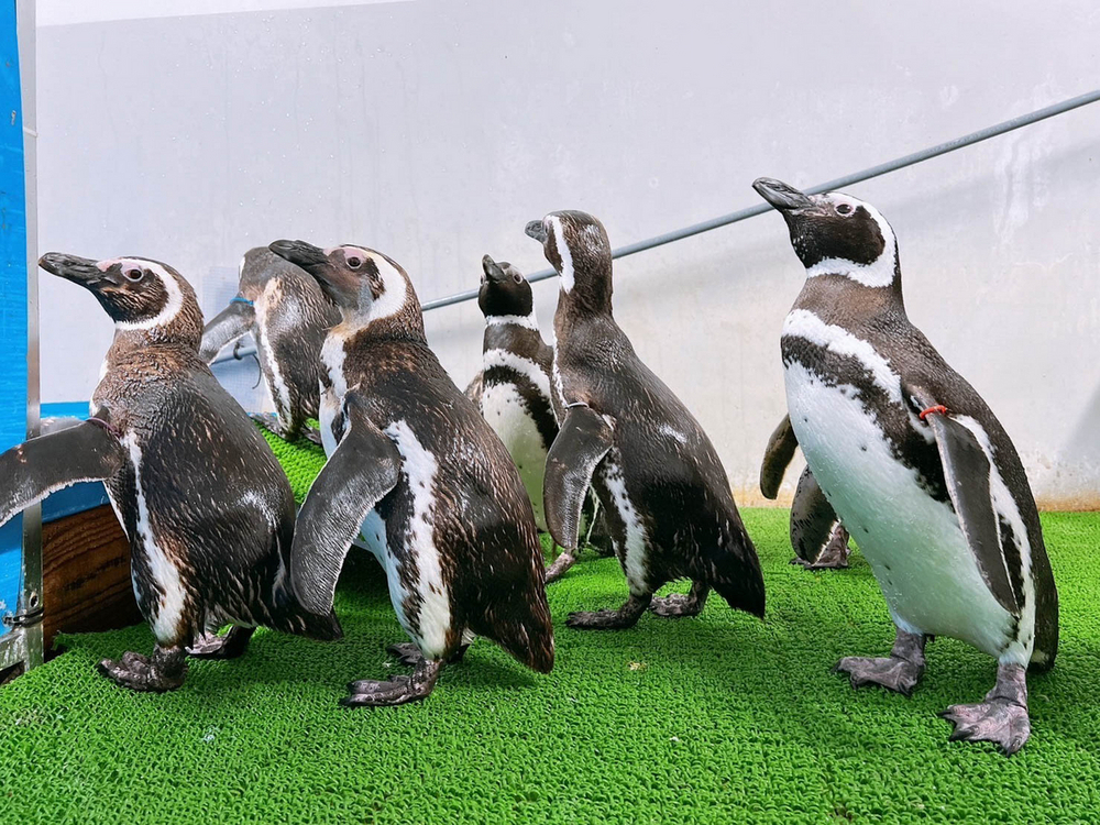 被災地「のとじま水族館」のマゼランペンギン11羽が上越市に緊急避難