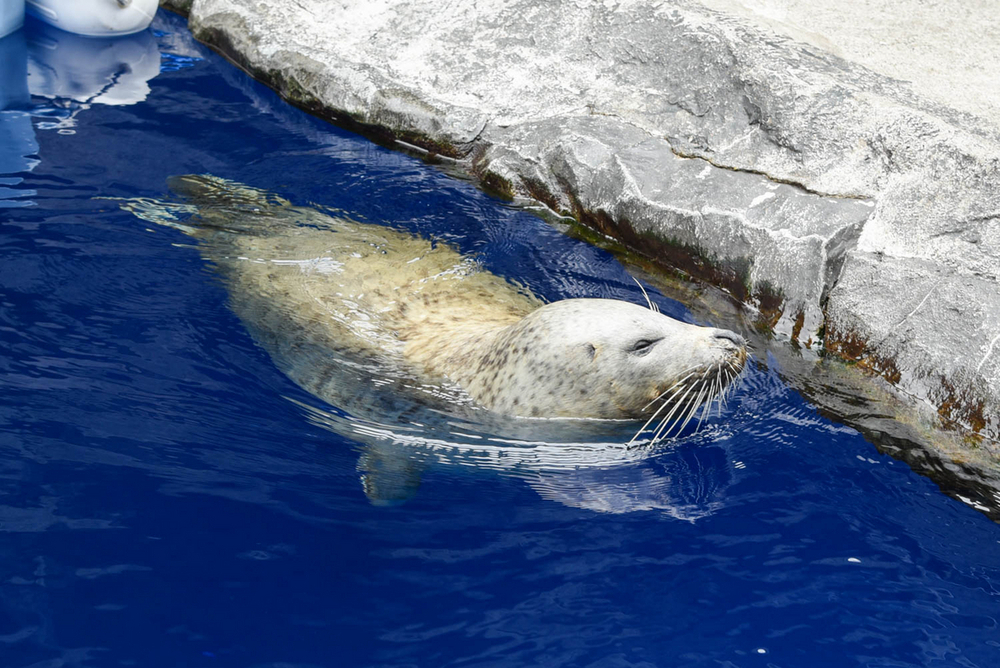 国内最高齢41歳のアザラシが初めてパパに 上越市のうみがたりで