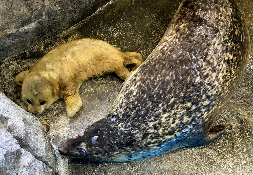 動物園シリーズ 確認用 アザラシ 動物園シリーズ 確認用 アザラシ