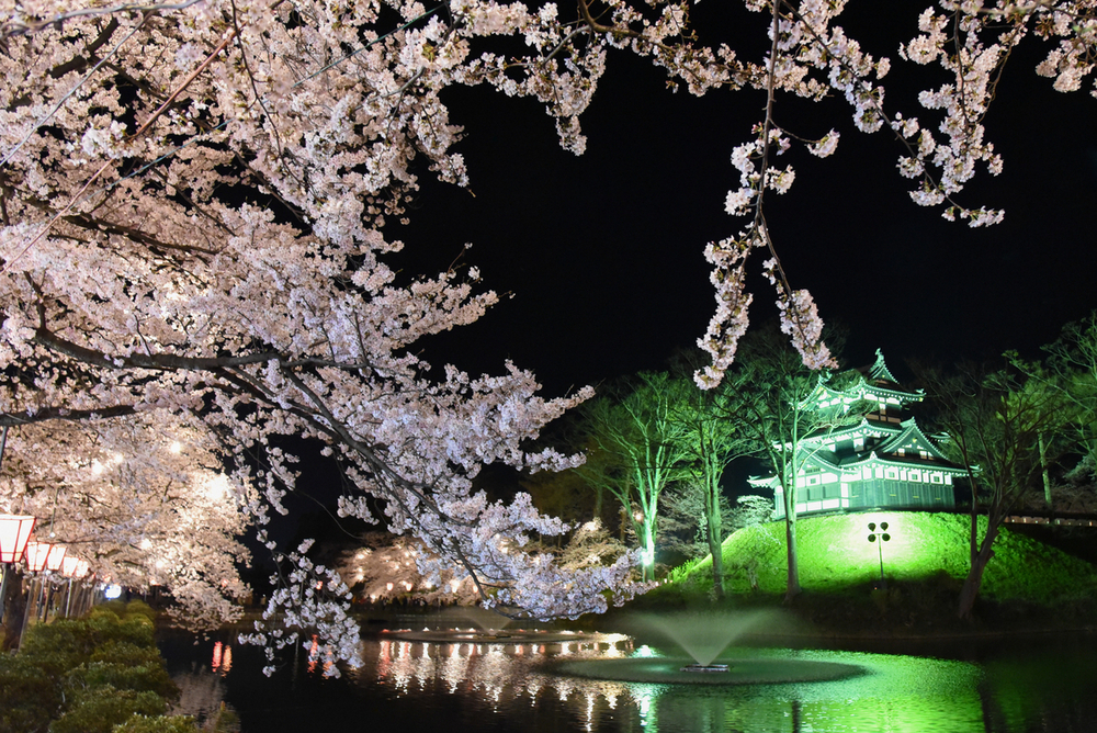 満開の「日本三大夜桜」見物にぎわう 上越市の高田城址公園観桜会