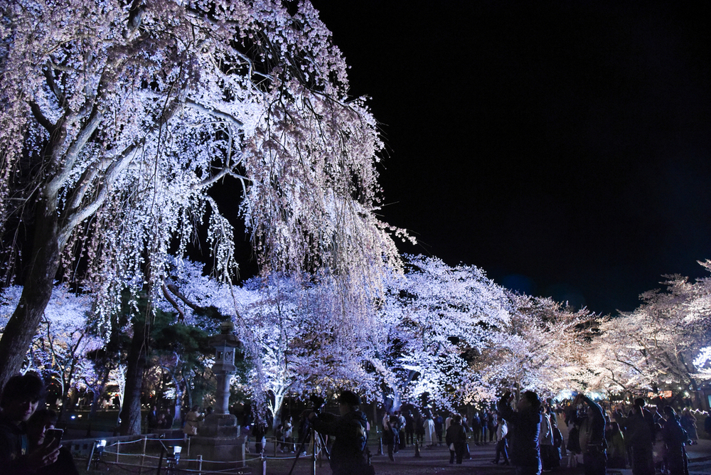 満開の「日本三大夜桜」見物にぎわう 上越市の高田城址公園観桜会