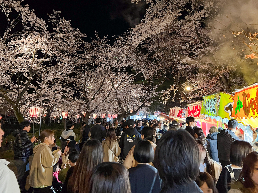 満開の「日本三大夜桜」見物にぎわう 上越市の高田城址公園観桜会