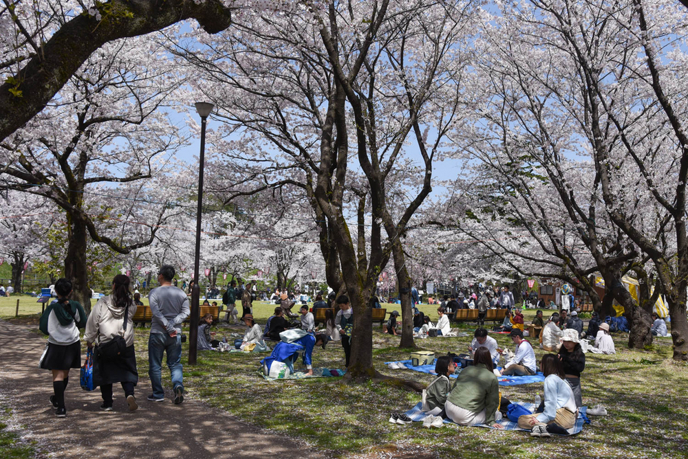 満開後初の休日にぎわう 上越市の高田城址公園観桜会 会期は14日まで