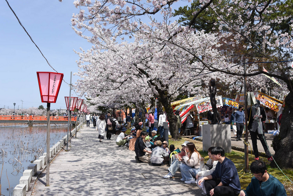 満開後初の休日にぎわう 上越市の高田城址公園観桜会 会期は14日まで