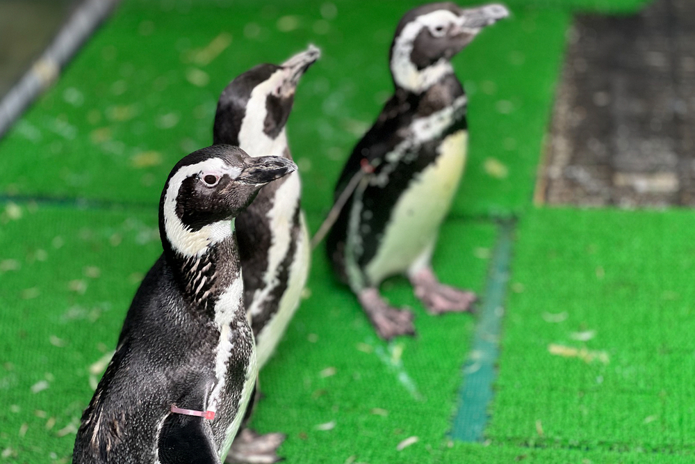 能登半島地震で上越市に緊急避難した「のとじま水族館」のマゼラン