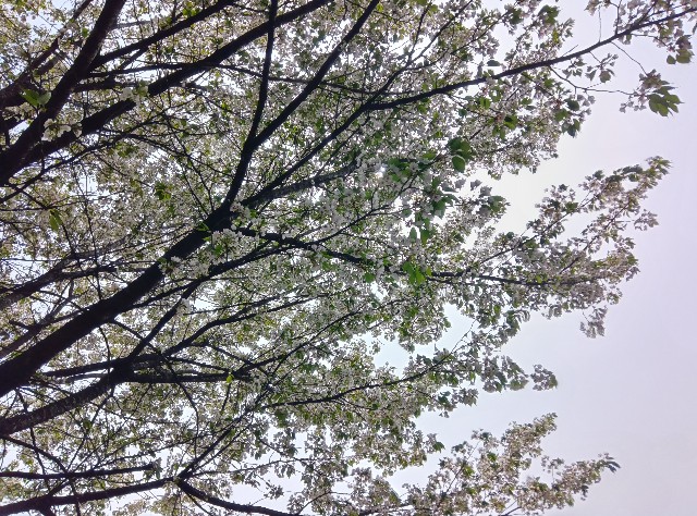 f:id:jog17:20250418161300j:image