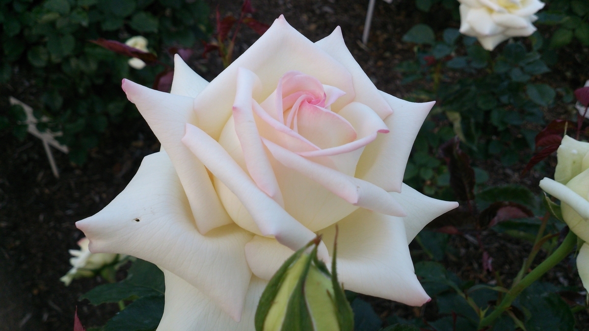 f:id:john3-16:20211201214427j:plain