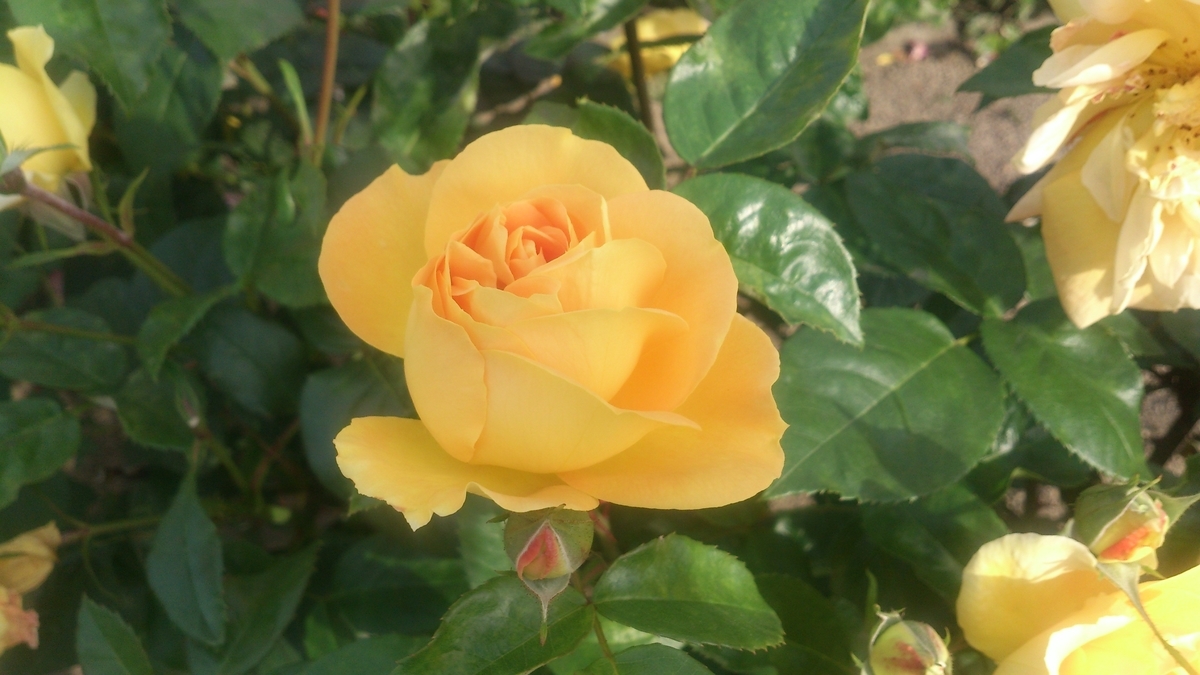 f:id:john3-16:20211211201828j:plain