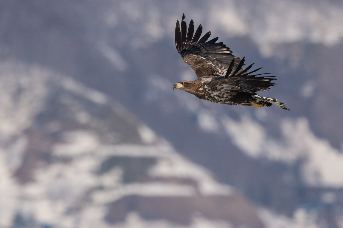 f:id:john_birdswatch:20190318212621j:plain f:id:john_birdswatch:20190318212621j:plain