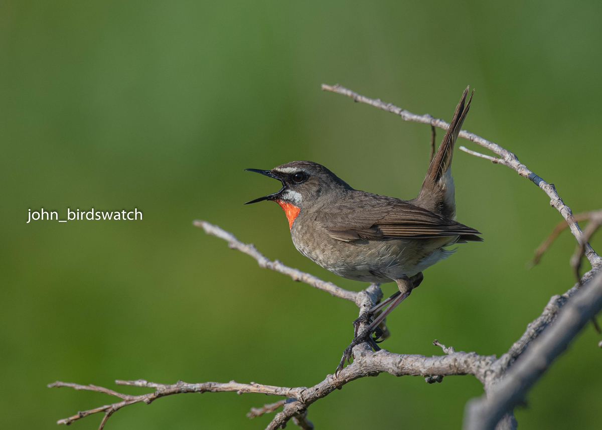 f:id:john_birdswatch:20190902212044j:plain f:id:john_birdswatch:20190902212044j:plain