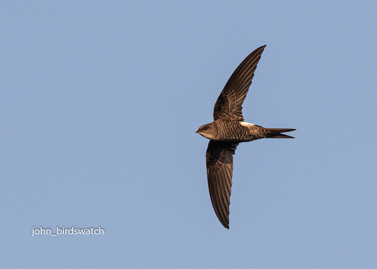 f:id:john_birdswatch:20190902212313j:plain f:id:john_birdswatch:20190902212313j:plain