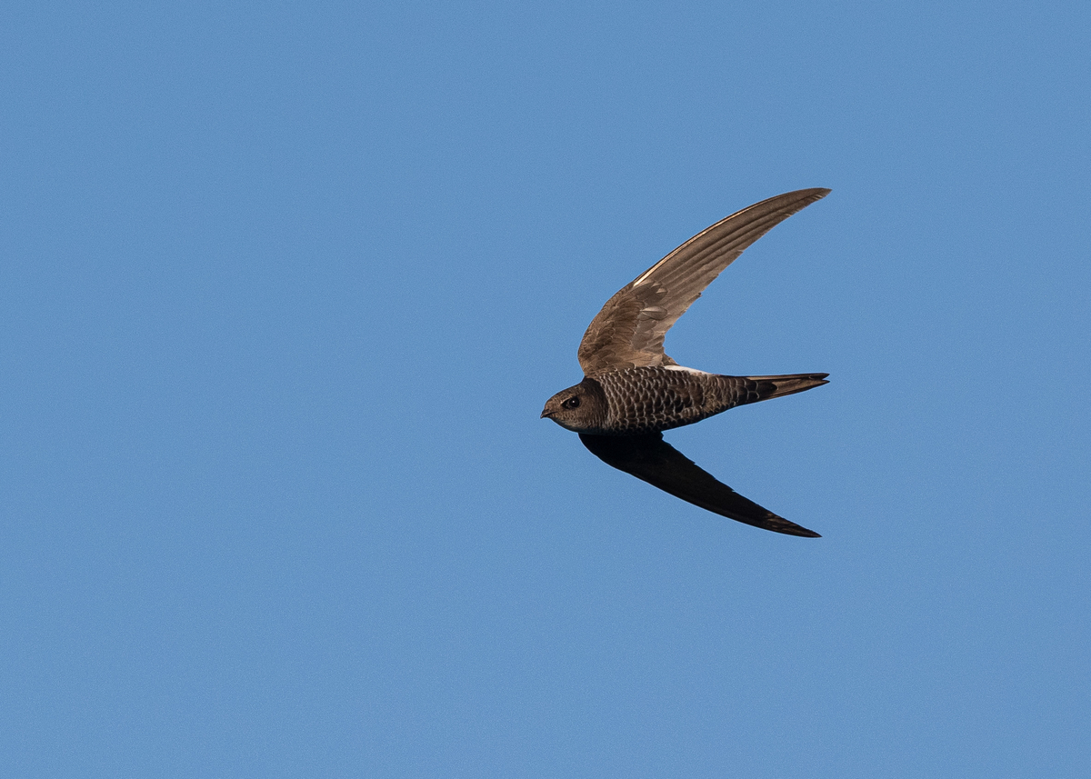 f:id:john_birdswatch:20190902212335j:plain f:id:john_birdswatch:20190902212335j:plain