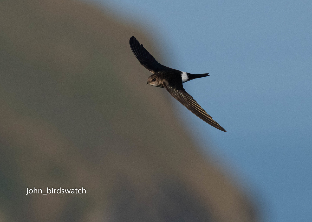 f:id:john_birdswatch:20190902212403j:plain f:id:john_birdswatch:20190902212403j:plain