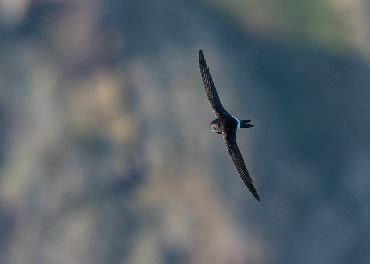 f:id:john_birdswatch:20190902212417j:plain f:id:john_birdswatch:20190902212417j:plain