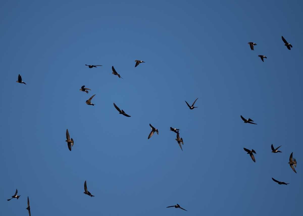 f:id:john_birdswatch:20190902212929j:plain f:id:john_birdswatch:20190902212929j:plain