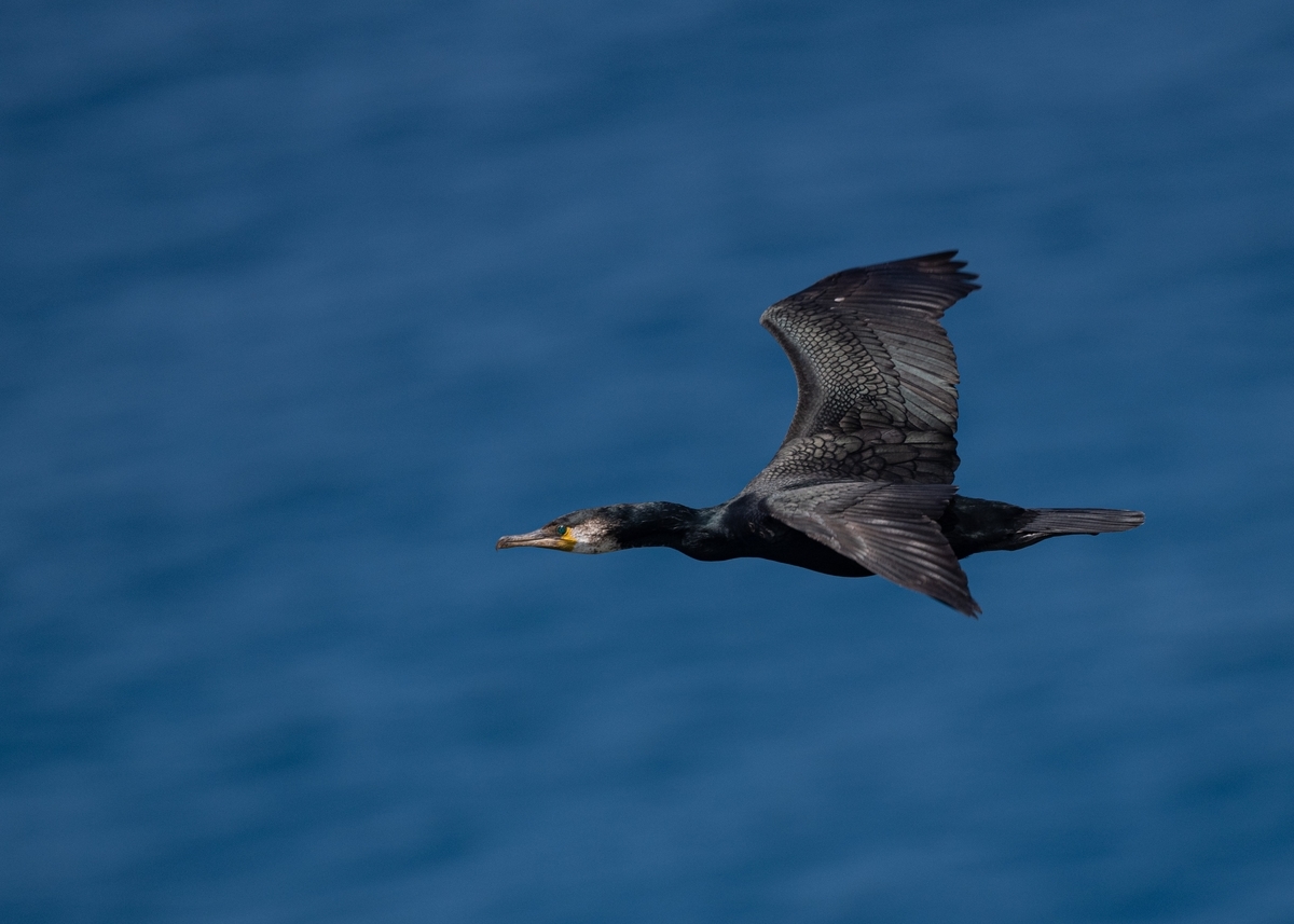 f:id:john_birdswatch:20190902213443j:plain f:id:john_birdswatch:20190902213443j:plain