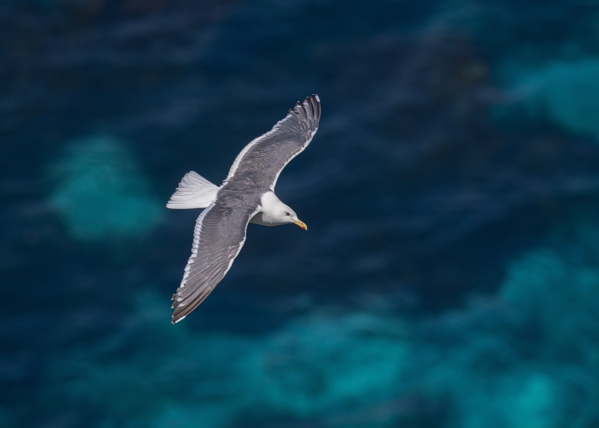 f:id:john_birdswatch:20190902213448j:plain f:id:john_birdswatch:20190902213448j:plain