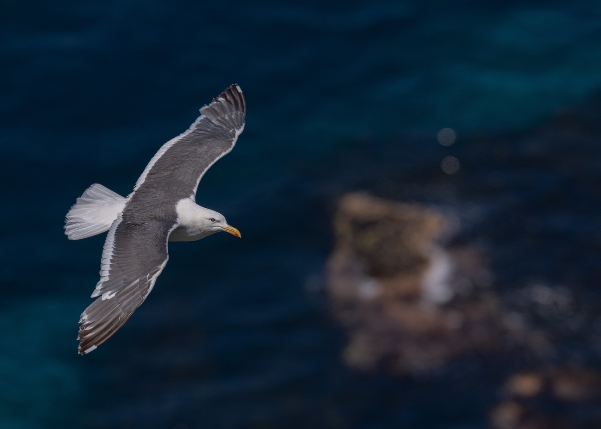 f:id:john_birdswatch:20190902213451j:plain f:id:john_birdswatch:20190902213451j:plain