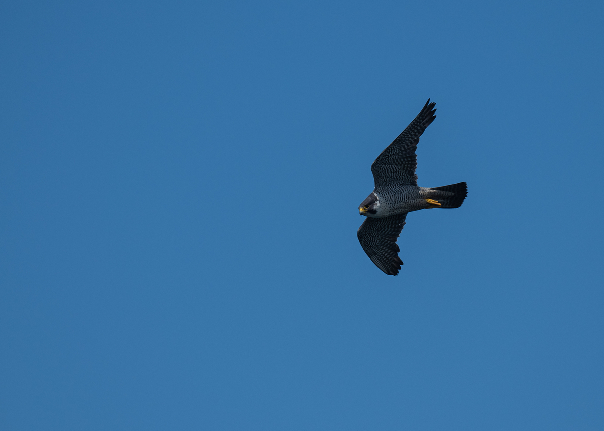 f:id:john_birdswatch:20190902214101j:plain f:id:john_birdswatch:20190902214101j:plain