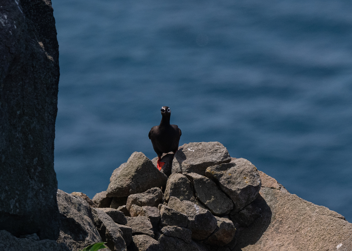 f:id:john_birdswatch:20190902214108j:plain f:id:john_birdswatch:20190902214108j:plain