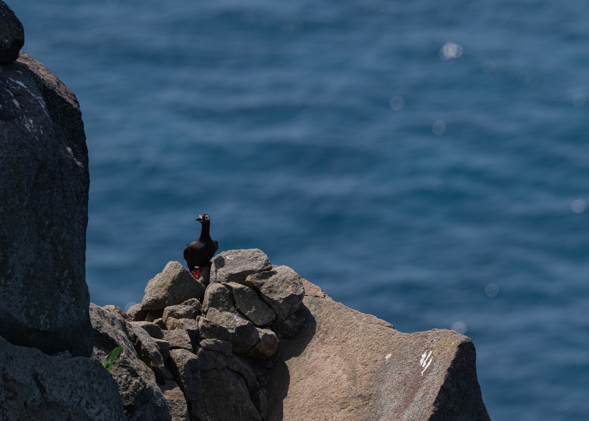 f:id:john_birdswatch:20190902214117j:plain f:id:john_birdswatch:20190902214117j:plain