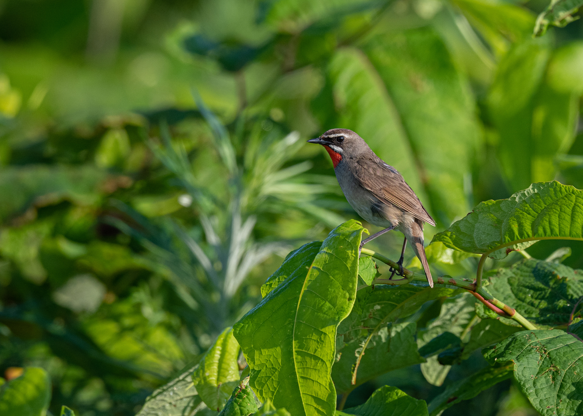 f:id:john_birdswatch:20190902214537j:plain f:id:john_birdswatch:20190902214537j:plain