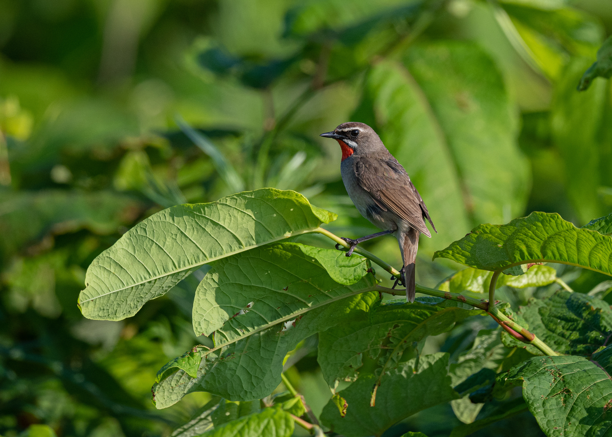 f:id:john_birdswatch:20190902214546j:plain f:id:john_birdswatch:20190902214546j:plain
