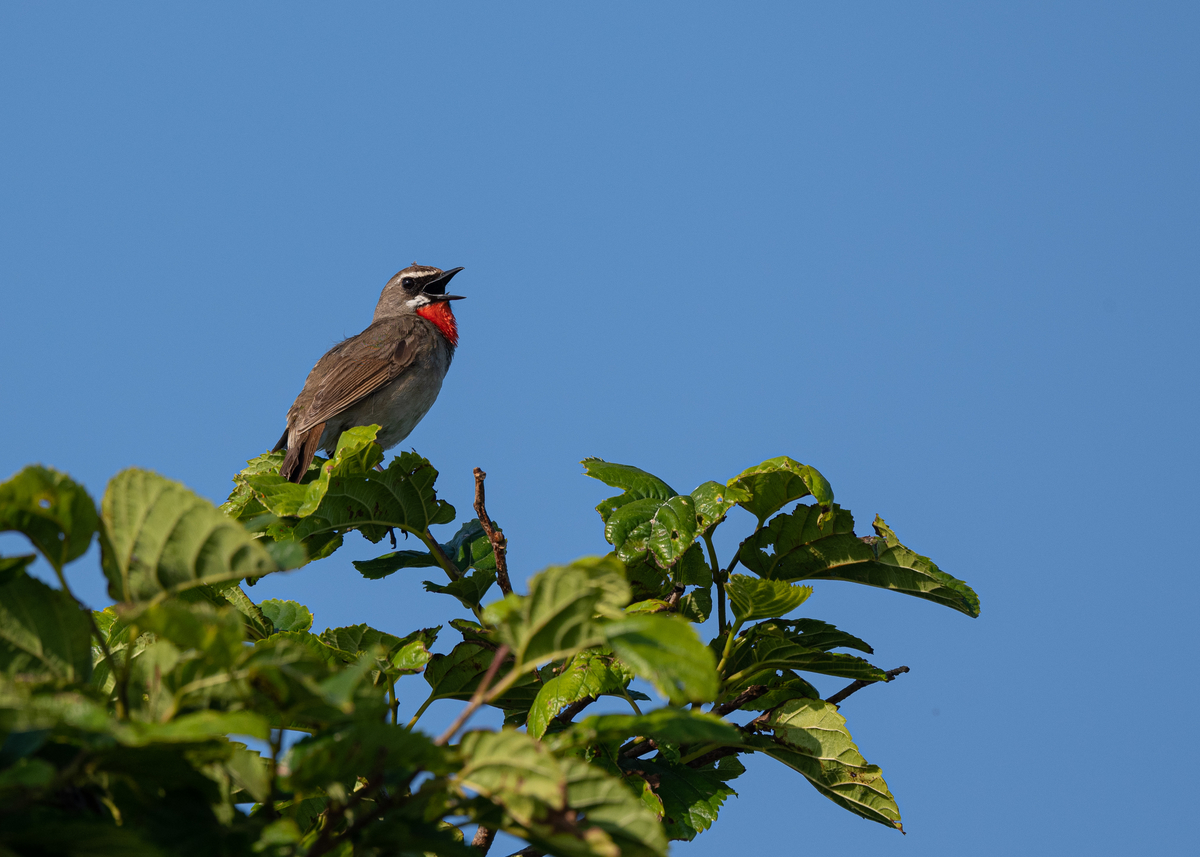 f:id:john_birdswatch:20190902214553j:plain f:id:john_birdswatch:20190902214553j:plain