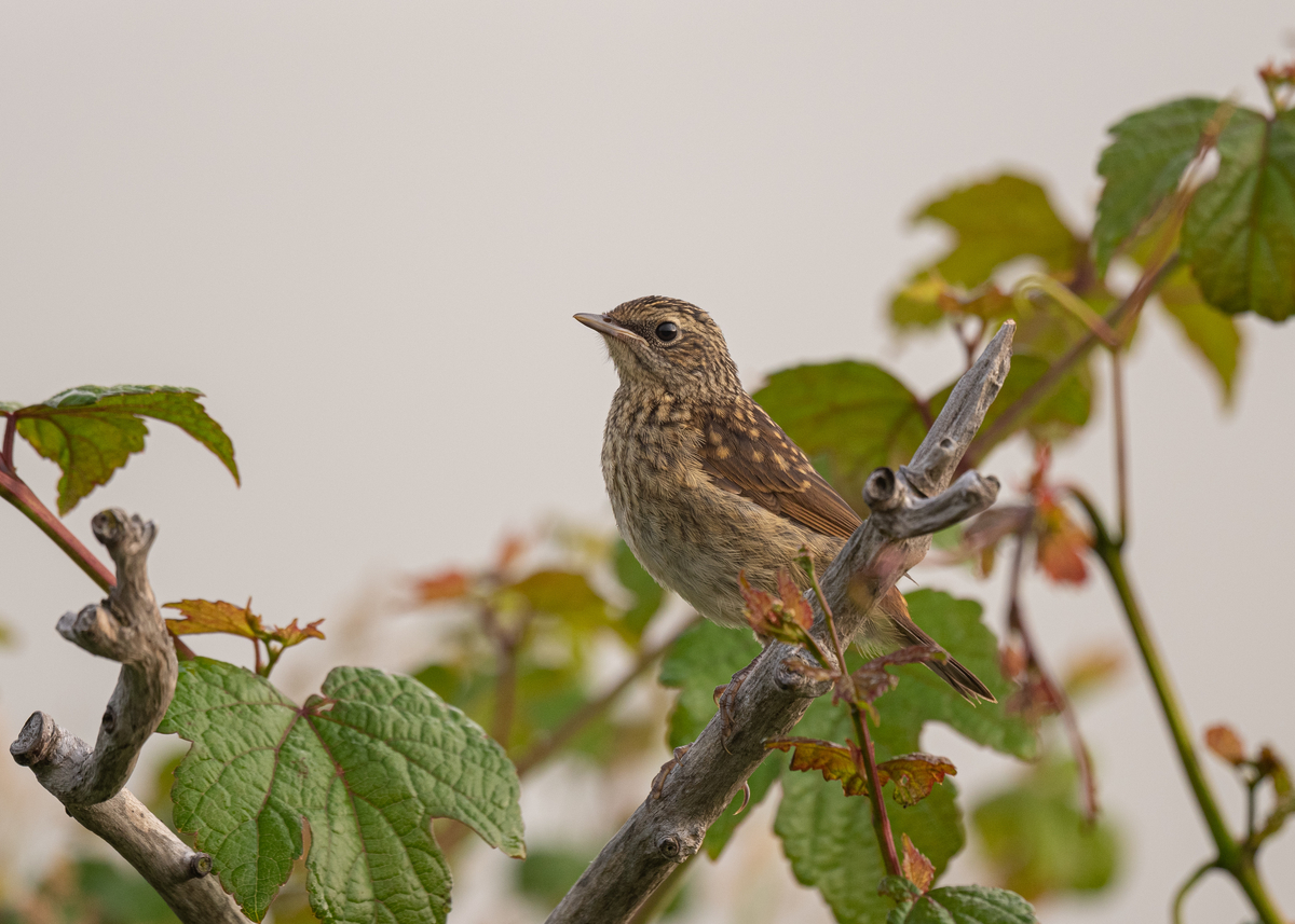 f:id:john_birdswatch:20190902214607j:plain f:id:john_birdswatch:20190902214607j:plain