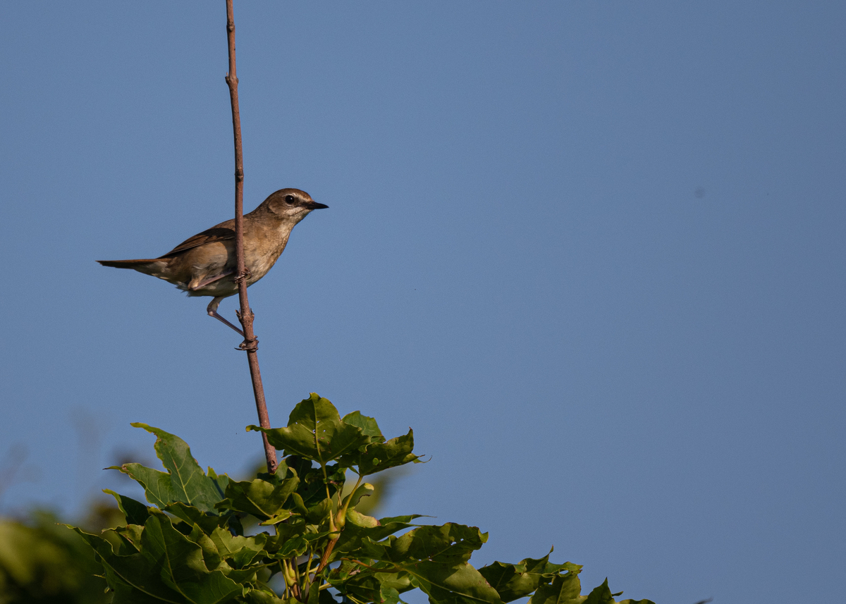 f:id:john_birdswatch:20190902214613j:plain f:id:john_birdswatch:20190902214613j:plain