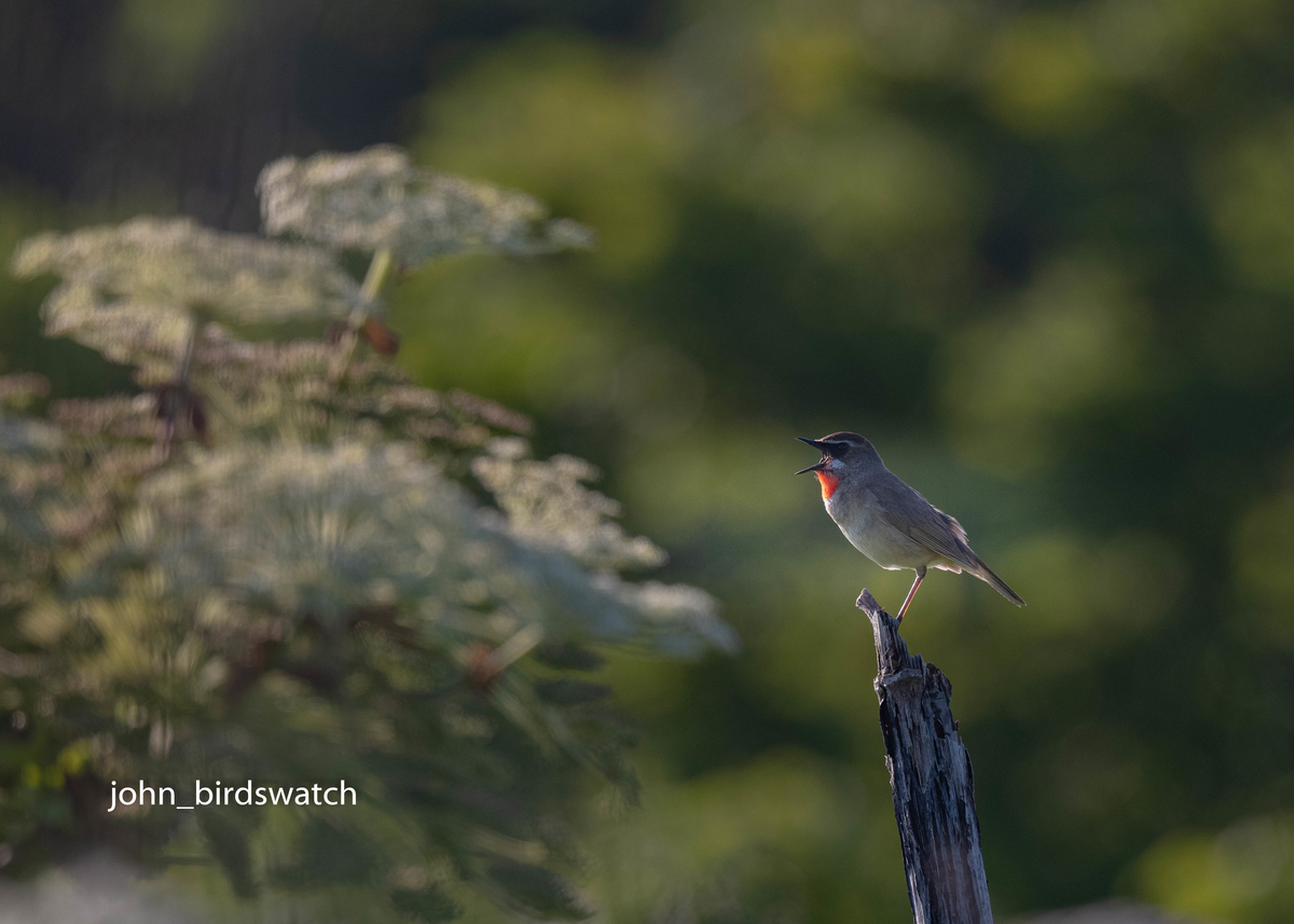 f:id:john_birdswatch:20190902214622j:plain f:id:john_birdswatch:20190902214622j:plain