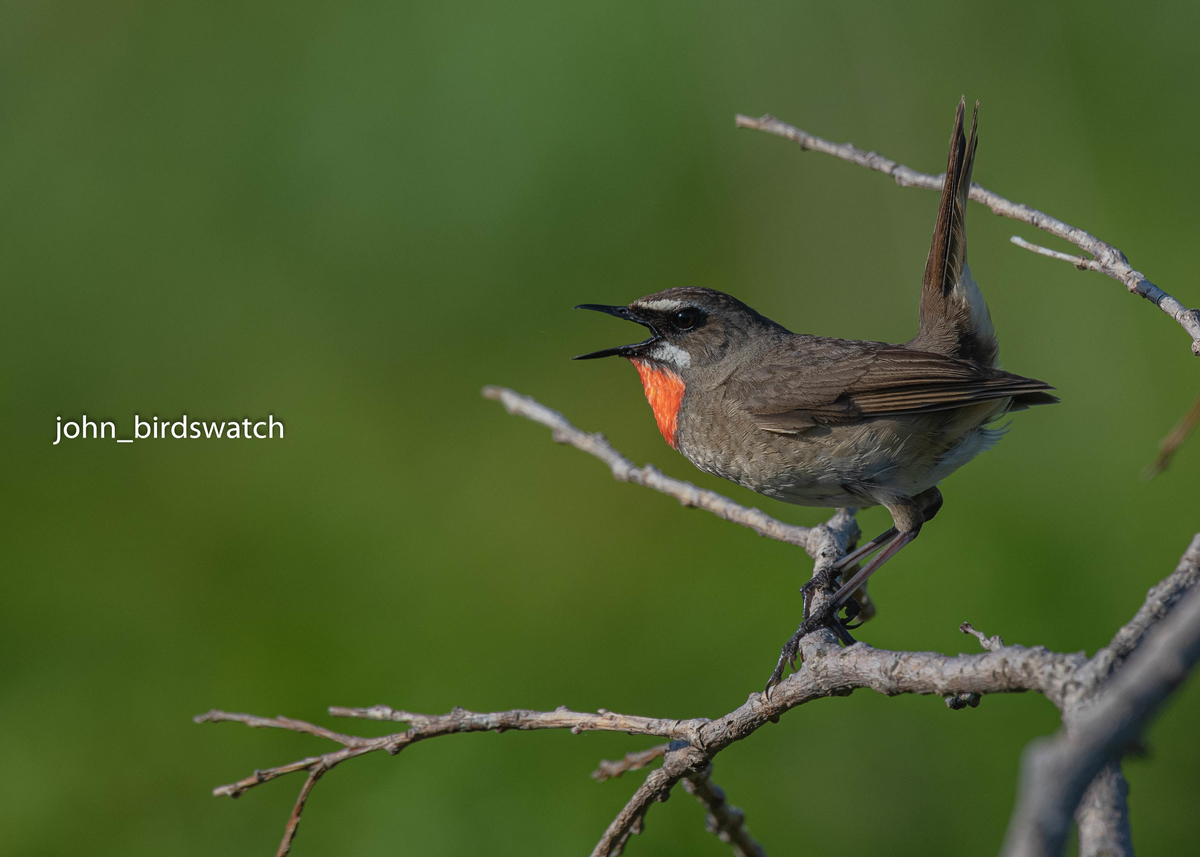 f:id:john_birdswatch:20190902214732j:plain f:id:john_birdswatch:20190902214732j:plain