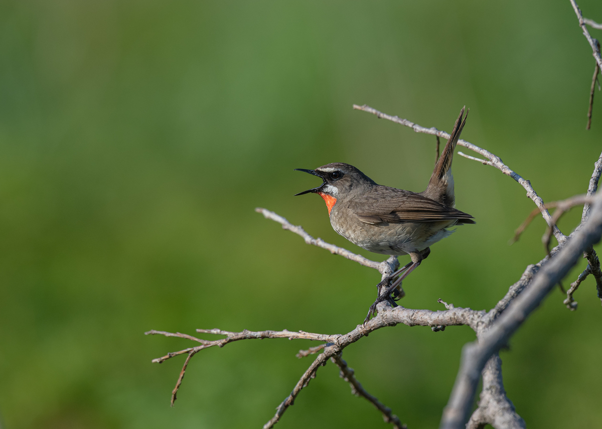 f:id:john_birdswatch:20190902214741j:plain f:id:john_birdswatch:20190902214741j:plain