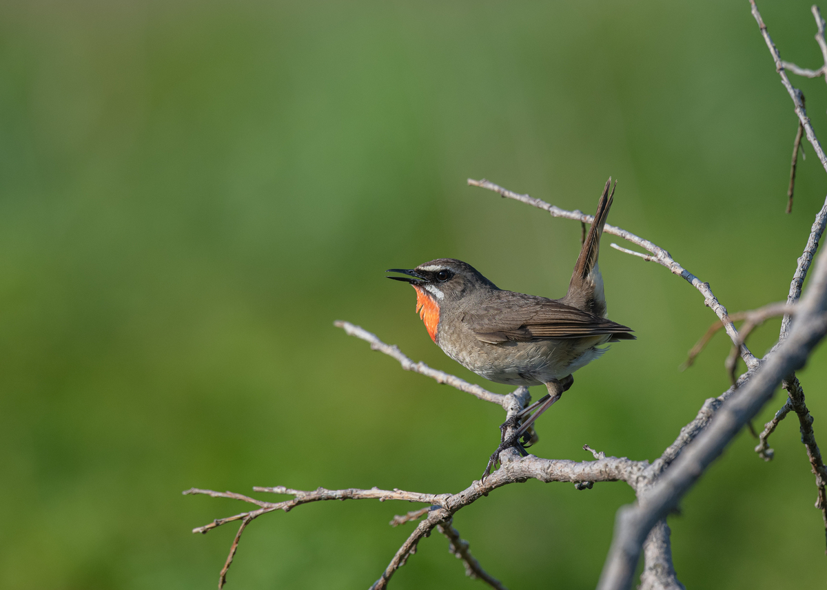 f:id:john_birdswatch:20190902214757j:plain f:id:john_birdswatch:20190902214757j:plain