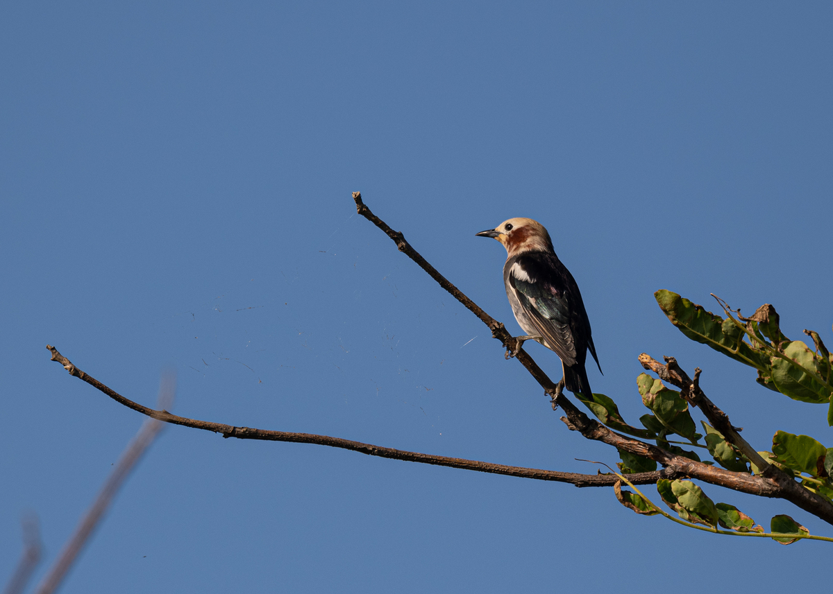 f:id:john_birdswatch:20190902214826j:plain f:id:john_birdswatch:20190902214826j:plain