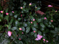 20130323030423