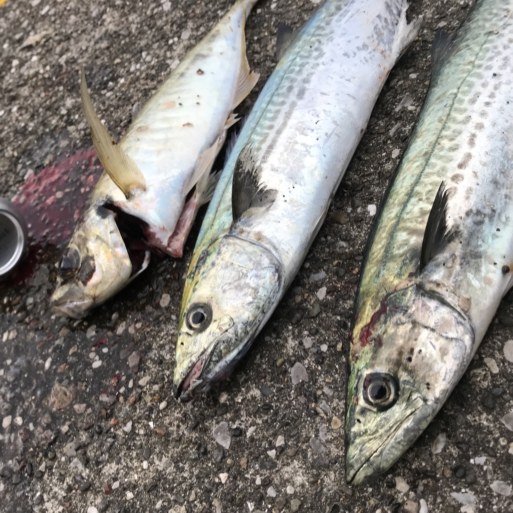 横須賀うみかぜ公園で ギガアジ サゴシが釣れました Joji1975 S Diary