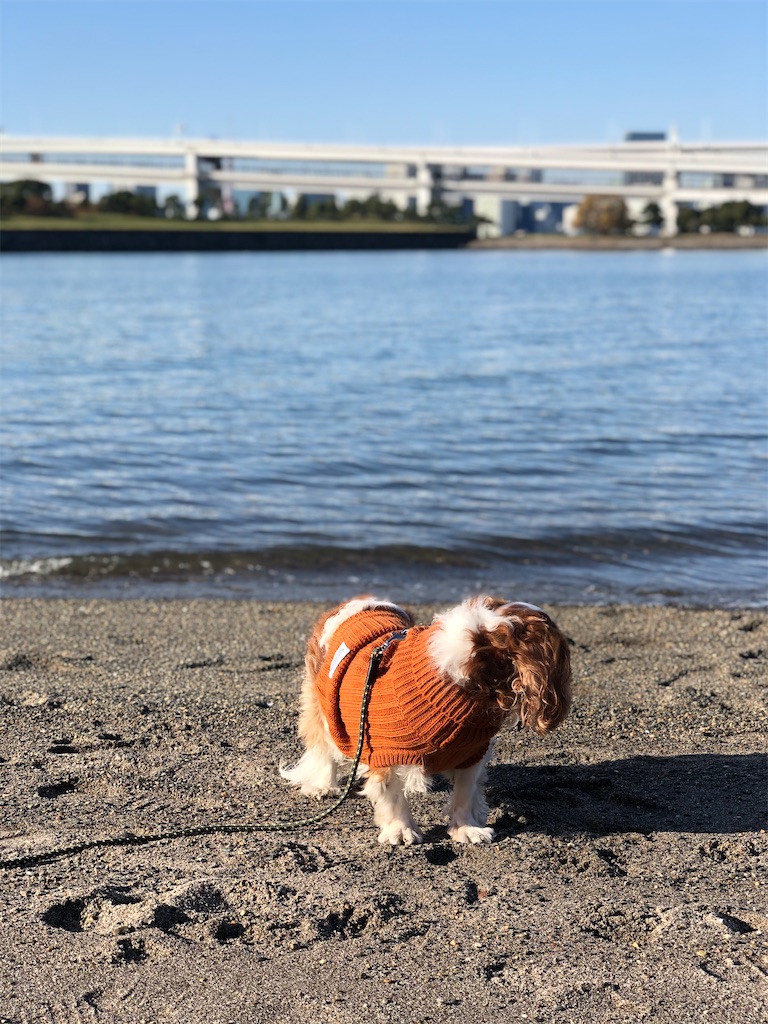 f:id:jojojoychan:20191203134439j:image