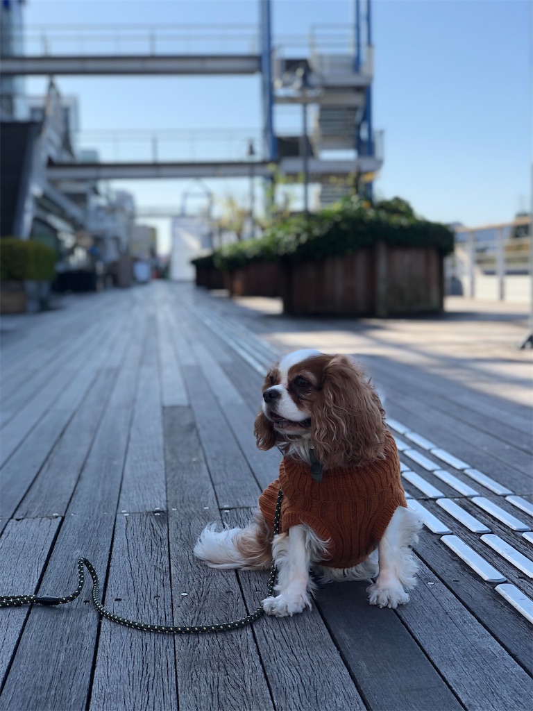 f:id:jojojoychan:20191203134455j:image