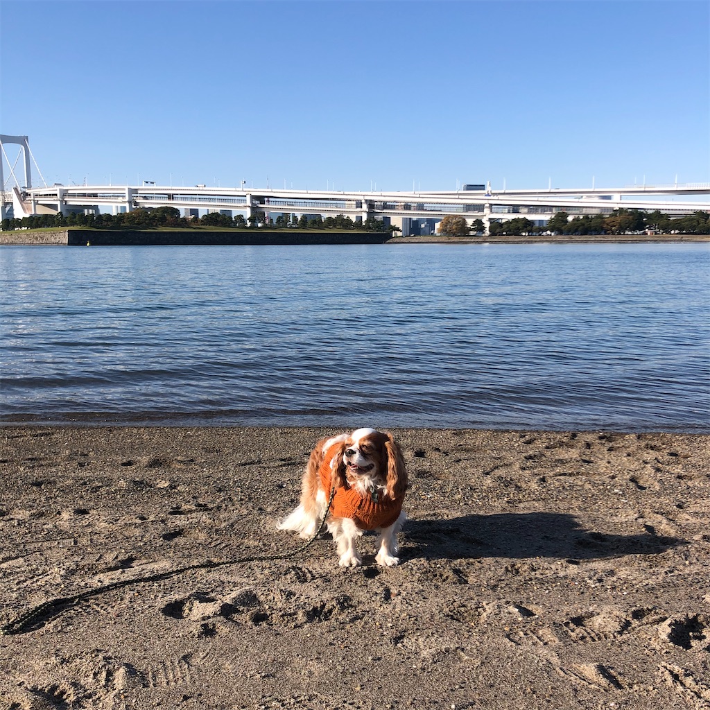 f:id:jojojoychan:20191203134505j:image
