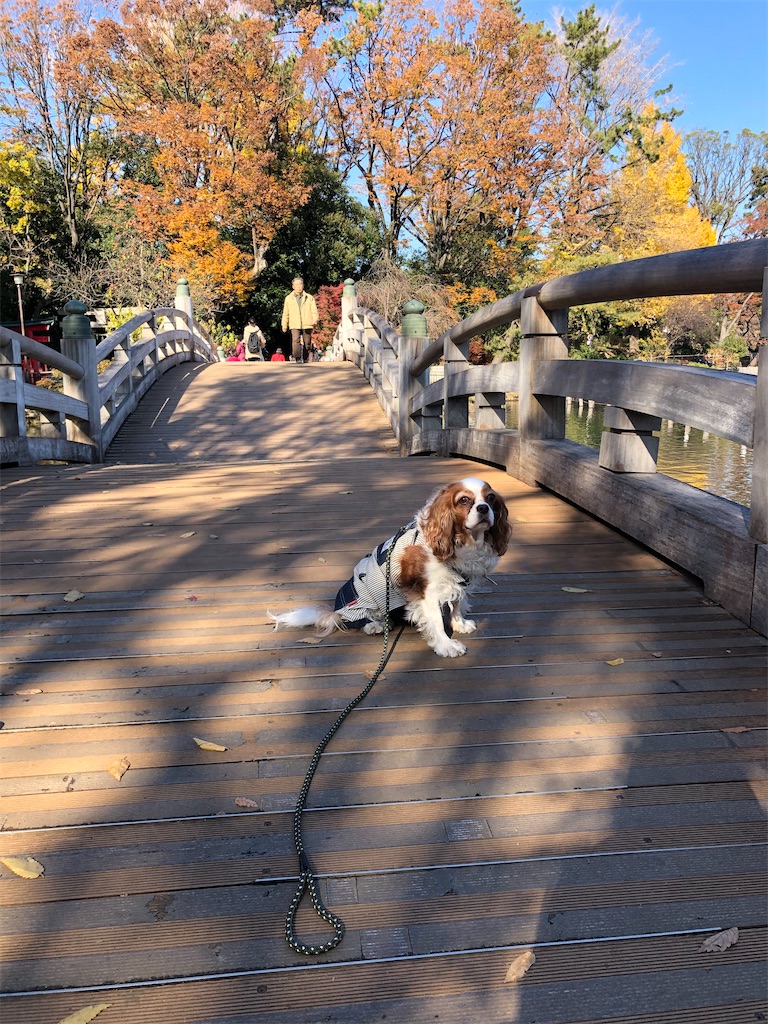 f:id:jojojoychan:20191222092623j:image