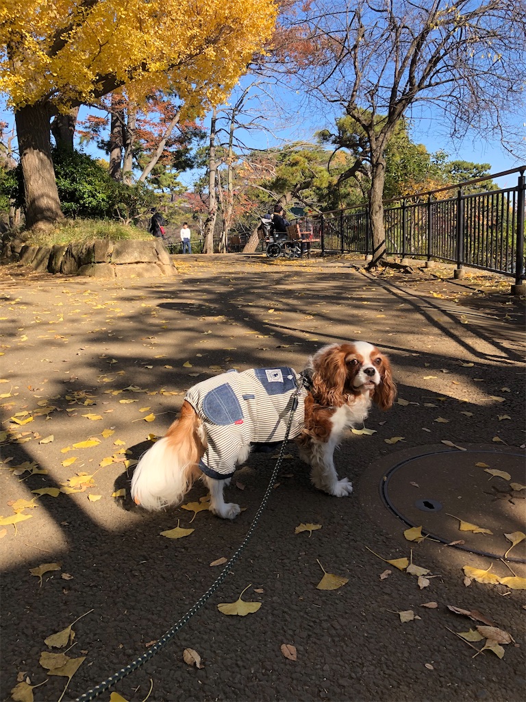 f:id:jojojoychan:20191222092635j:plain