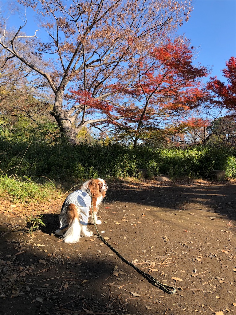 f:id:jojojoychan:20191222092644j:image